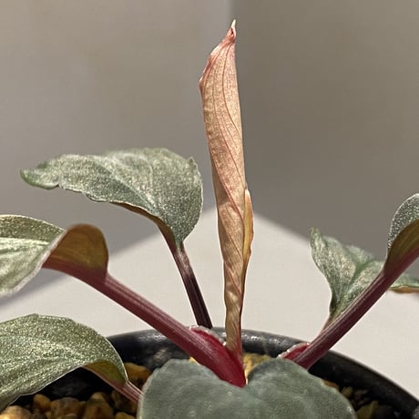 Homalomena sp. Sabah-2 [R1217-01c]