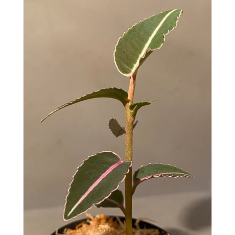 Labisia sp. from Sumatera barat [TB]
