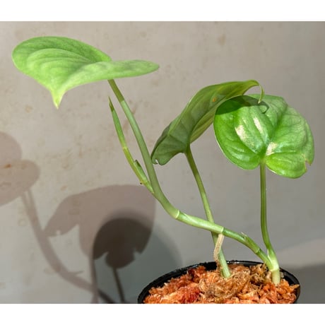 Scindapsus sp. from Pahang Malaysia