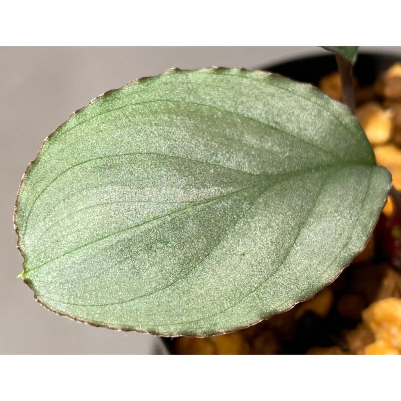 Homalomena 'Rec1-29' K0718-f1 [KZT] | M・R・G・R