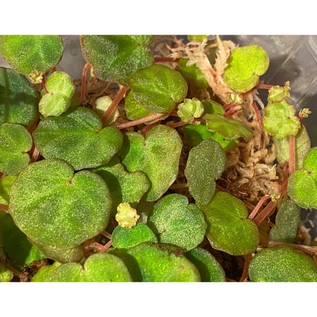 Begonia lichenora (sp.Mini) from Kalimantan Sarawak border [LA]