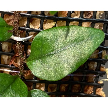 Microsorum sp. "Timika" Papua [TB]