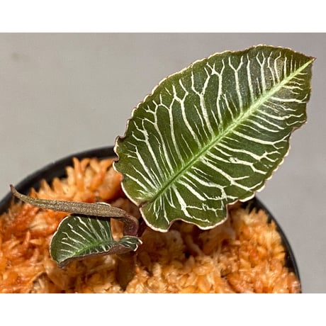 Ardisia sp. from Perlis Malaysia