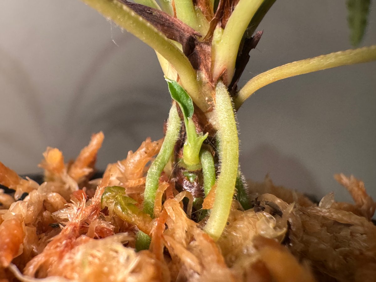 脇芽付き) Fenestratarum mulyadii from East Kaliman