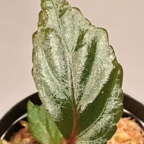 Begonia sp. from Sarawak "Gunmetal"