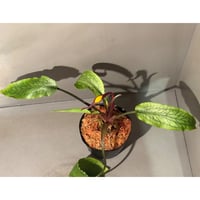 Cryptocoryne joshanii from Basilan island philippines [LA]