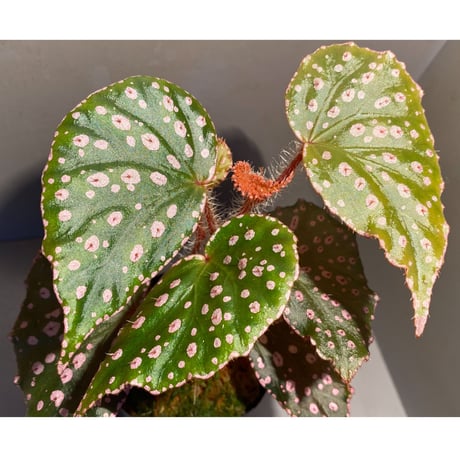 Begonia sp. from Muara Wahau [TB]