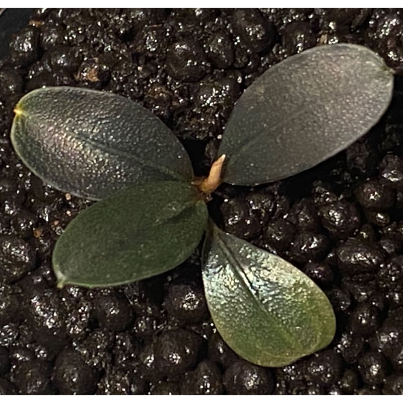 Bucephalandra sp. 