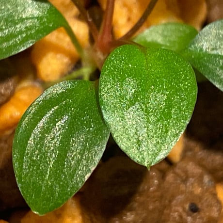 Homalomena sp. from Tambunan [TK200217] 本タグ付き