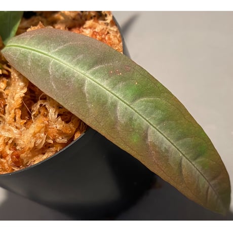 Labisia sp. from "Lebong" Bengkulu [TB]