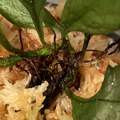 Microsorium sp. from Laos ①