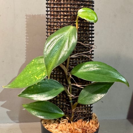 Philodendron sp. from Iquitos Peru [tanakay]