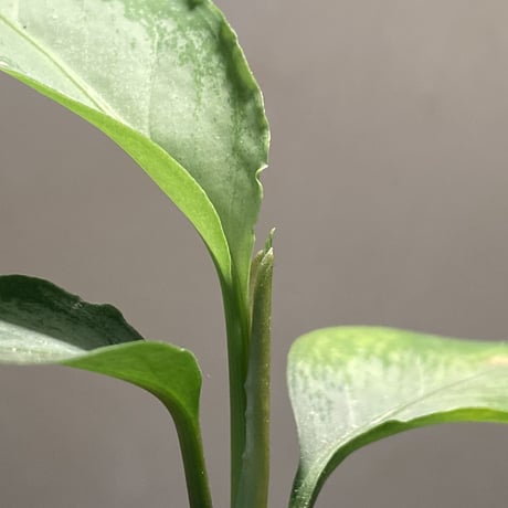 Aglaonema nebulosum from Kuala Rompin [TK220916-2]