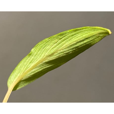 Homalomena sp. from West Papua [KZT]