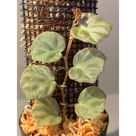 Begonia sp. from Sarawak
