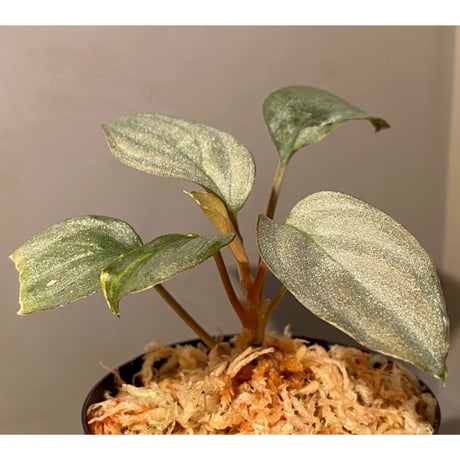 Homalomena sp. "Shirogane" SRP from Pulau Lingga[HW1017-XX]