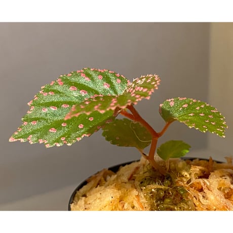 Begonia sp. from Saripoi [LA0813-2]