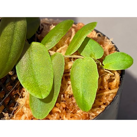 Marcgravia sp. from Colombia [LA0316-03]