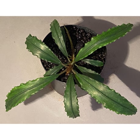 Bucephalandra sp. "Crocodile"