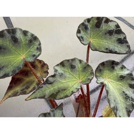 Begonia sp. from Vietnam
