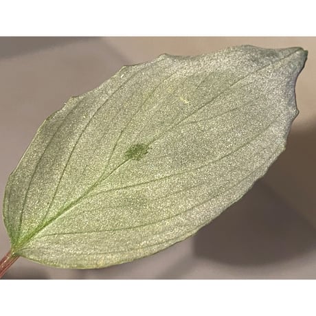 Homalomena sp. "Pink Velvet" from Kepulauan Riau [KN]