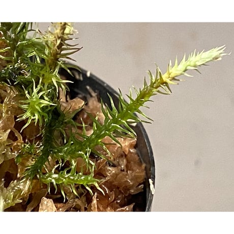 Moss "Kayulapis" Kalimantan barat [TB]