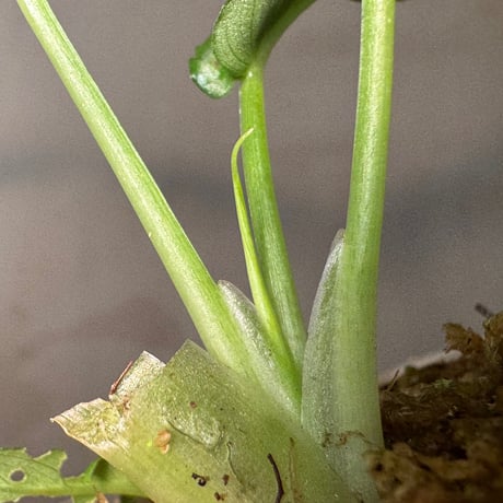 Schismatoglottis sp. from China [カミハタ]