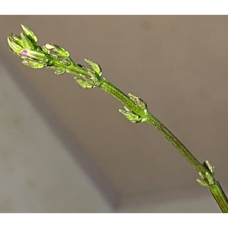 Gymnostachyum sp. "type C" from Aceh Selatan [HW0816-02]