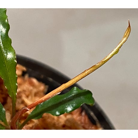 Schismatoglottis sp. "Dragon Tail" from Pangkalan Bun