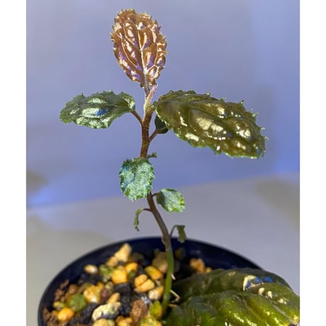 Ardisia sp. from Bengkulu [LA0315-1]