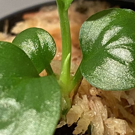 Homalomena sp. "Kayu Lapis" White Kal-barat [TB]