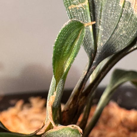 Mapania cuspidata from Bengkayang West Kalimantan