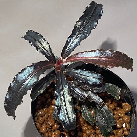 Bucephalandra sp. "Godzilla"
