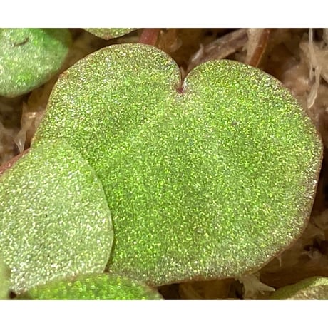 Begonia lichenora (sp.Mini) from Kalimantan Sarawak border [LA]