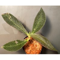 Cyrtandra sp. from Landak West Kalimantan