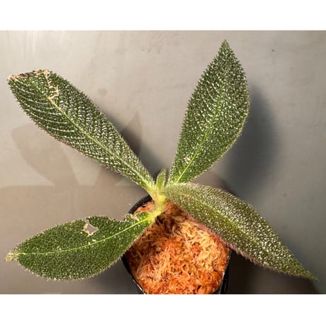 Cyrtandra sp. from Landak West Kalimantan