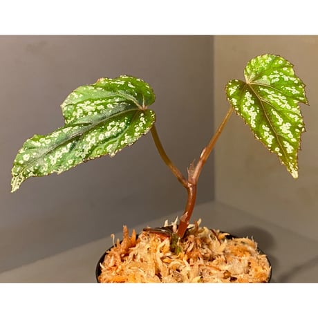 Begonia handelii var. prostrata from Viet Nam