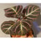 Pearcea hypocyrtiflora from Rio Napo Ecuador [tanakay]