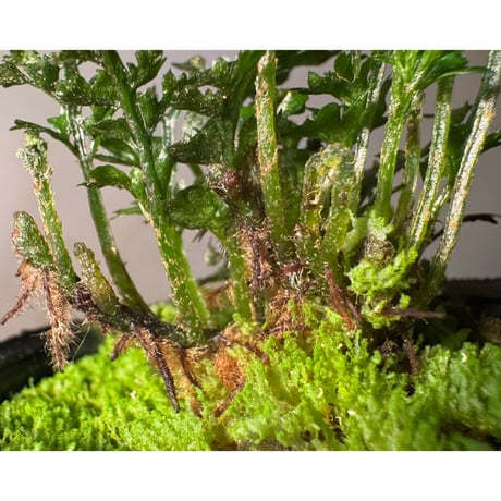 Bolbitis heteroclita cuspidata