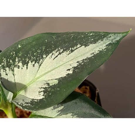 Aglaonema pictum"法皇緑"from Sumatera Barat [AZ0512-X]
