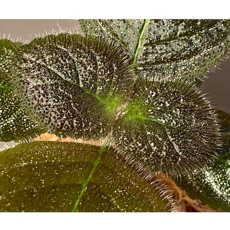Gesneriaceae, Episcia lilacina from Colombia 2016 [tanakay]