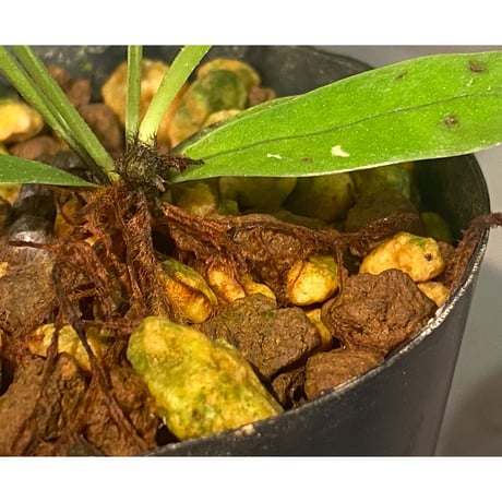 Asplenium sp. from Sangkhlaburi Kanchanaburi Thailand