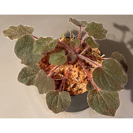 Sonerila dongnathamensis [LA]