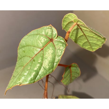 Pterisanthes sp. from Sabah-1 [R0515-01a]