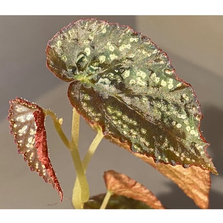 Begonia variabilis from Khao Luan Thailand [TK]