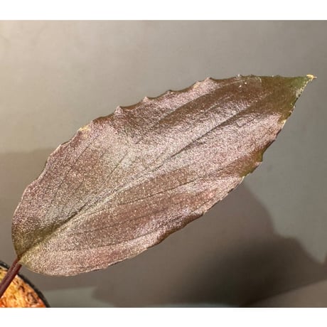 Homalomena sp. "Neon Purple" from Malaysia