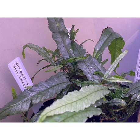 Microsorum sp. "Short Dragon Tail"