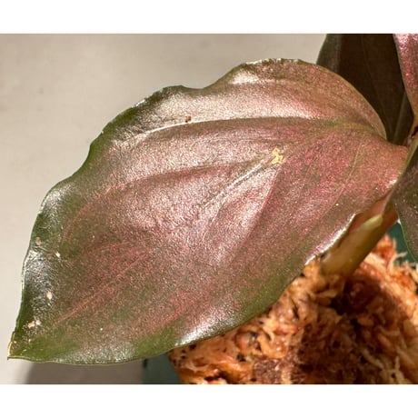 Rhodospatha sp. from Ecuador [tanakay]