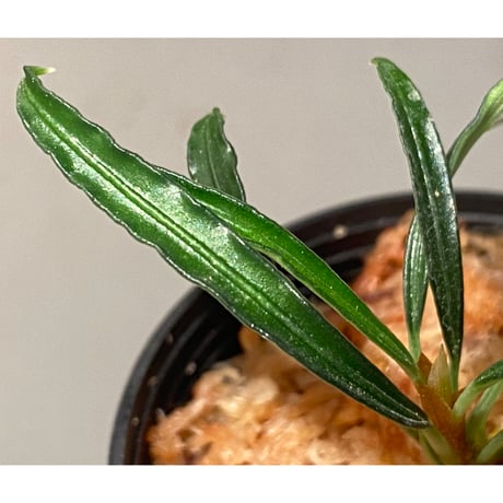 Burttianthus velutandrus "Bintulu" Sarawak [TB]
