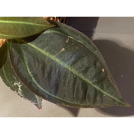 Pachycentria sp. from Selangor